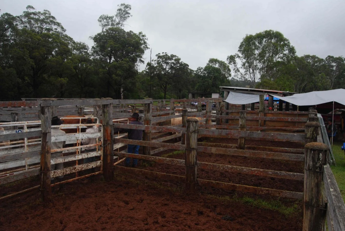 Blackbutt SG14