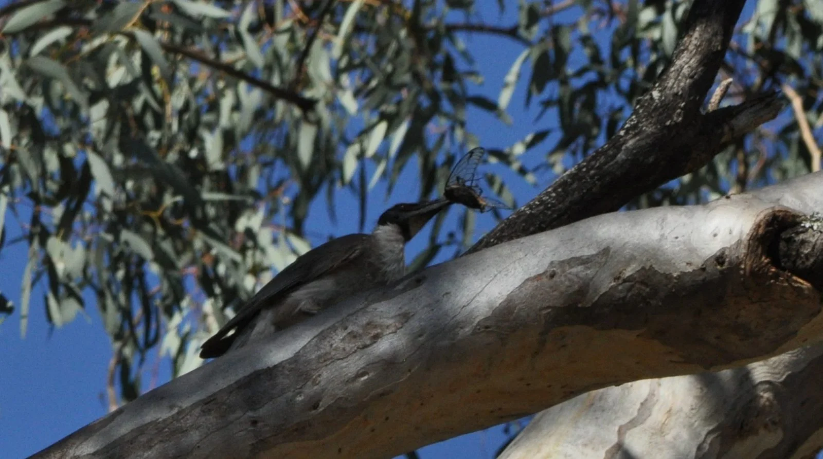 Cockburn River144