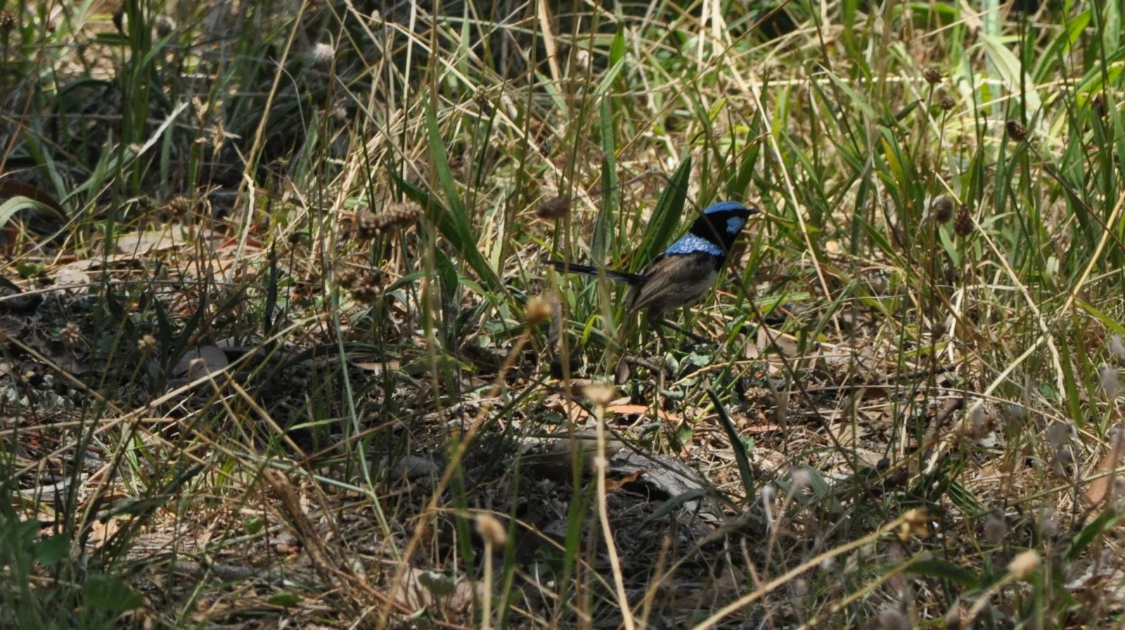 Cockburn River78