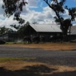 Jondarayan Draught Horses003 2016 03 13