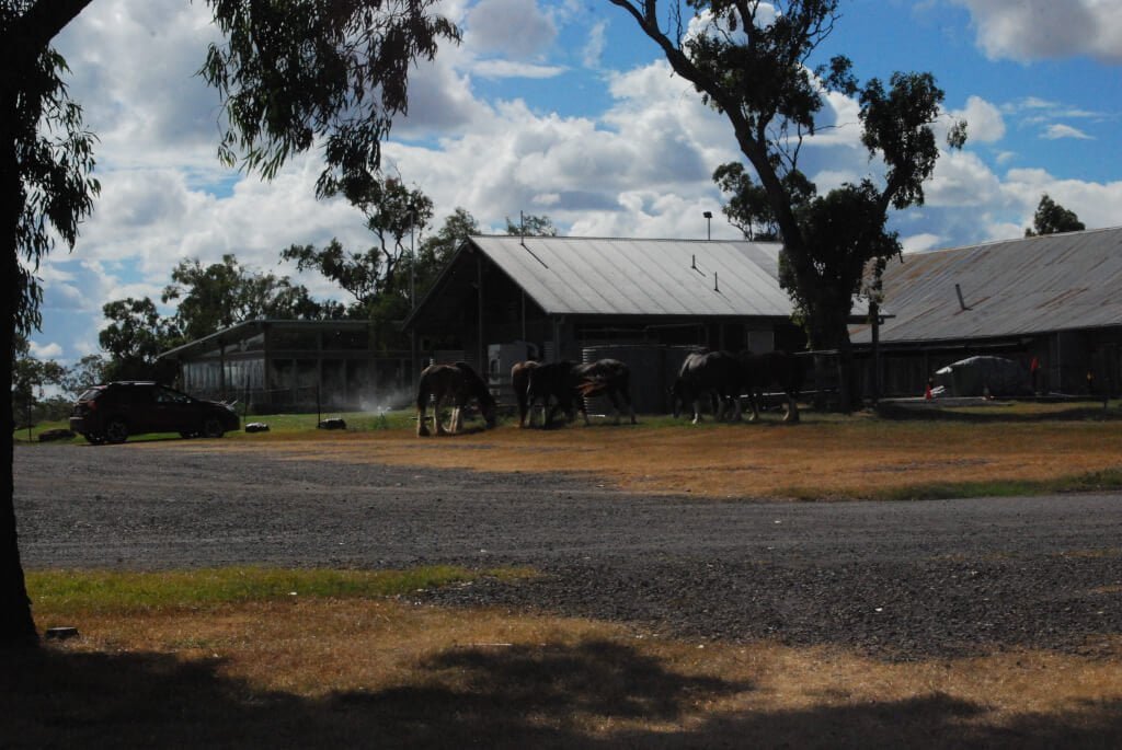 Jondarayan Draught Horses003 2016 03 13