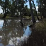 Meandarra028 2016 03 31
