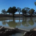 Tilpa Weir P