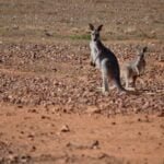 The Gorge Loop081 2017 05 23