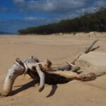 Inskip Point032   2014 04 29