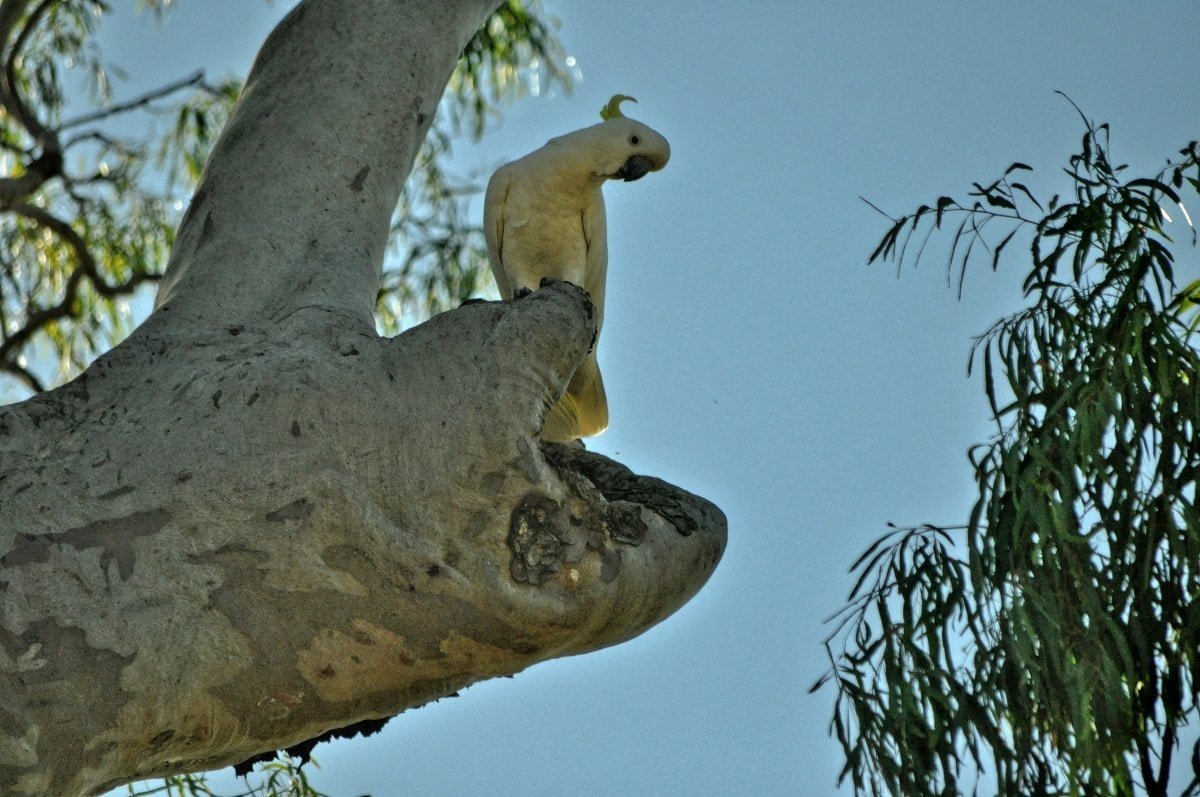 Rainbow Reserve026hdr   DSC 2385