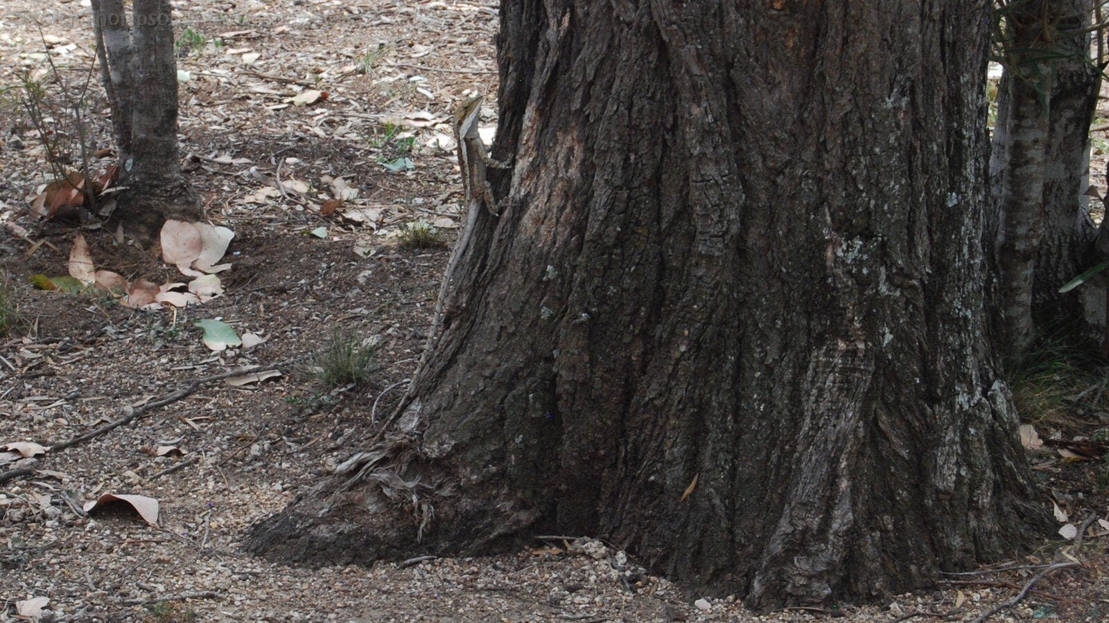 Warialda.058cr 10h55m45s2018 11 07