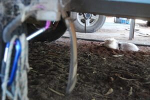 At Alice Springs March 2015