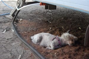 At Alice Springs March 20152