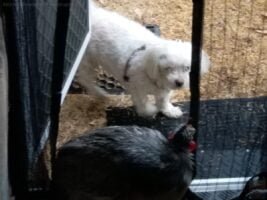 Dumaresq River Reserve Texas018 7.39 AM02 Feb 18