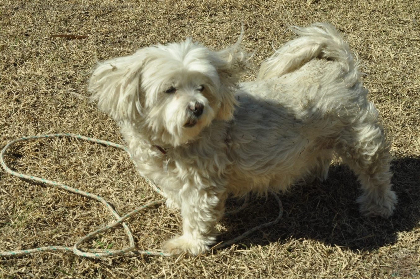 Goombungee 005 2014 07 08 19h08m01s