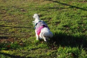 Tallangatta Showgrounds002 3.45 PM22 Jun 18