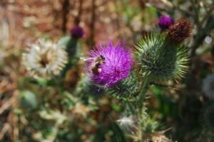 Old Macs Farm.083 13h31m20s2019 02 24