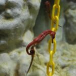 Seahorse World Beauty Point.008 10h16m06s2019 02 20