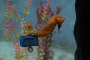 Seahorse World Beauty Point.010 10h16m49s2019 02 20 1