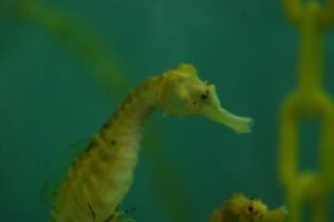 Seahorse World Beauty Point.054 10h47m22s2019 02 20 1