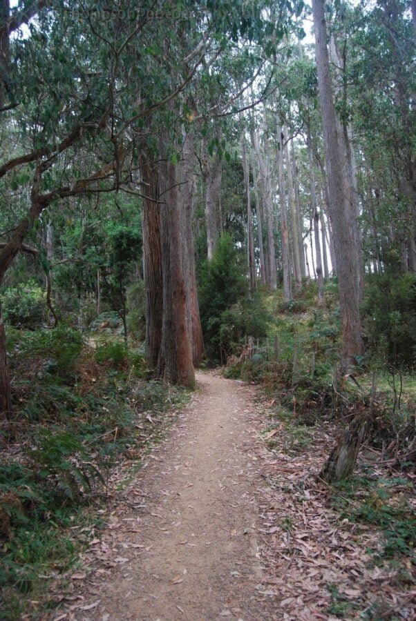 Alum Cliffs Reserve.001 10h15m08s2019 03 03