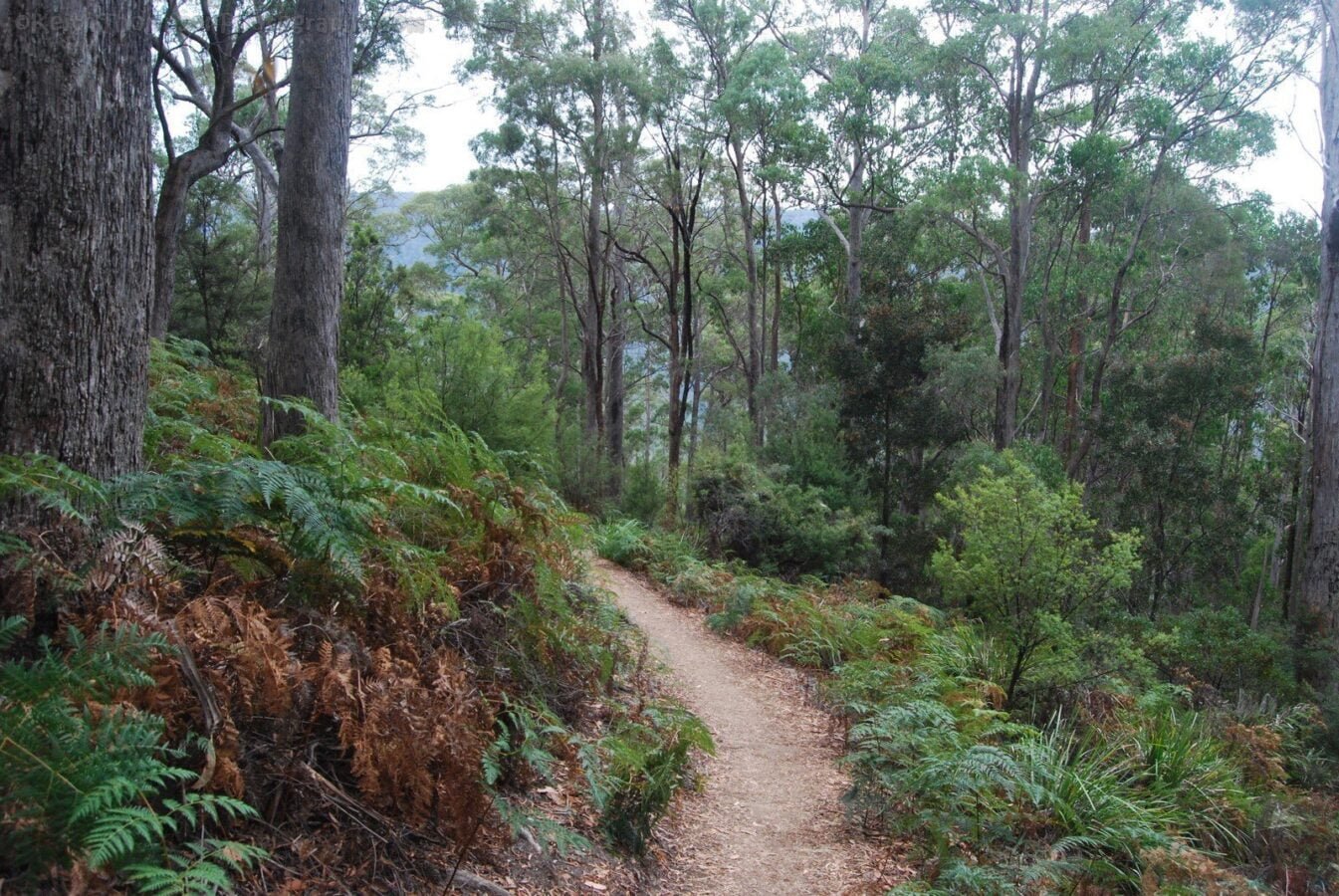 Alum Cliffs Reserve.020 10h45m03s2019 03 03