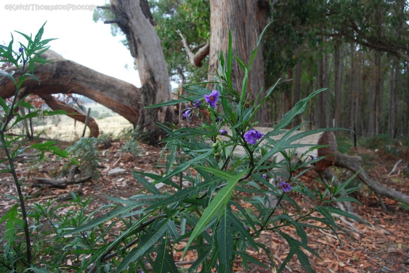 Alum Cliffs Reserve.021 10h49m25s2019 03 03