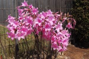 Bishopsbourne Rec Reserve.005 11h48m57s2019 02 26