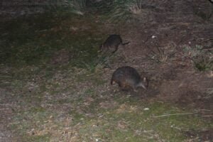 Black River Campground.014 21h48m04s2019 03 17