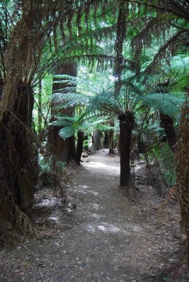 Liffey Falls.011 10h17m47s2019 02 28 1