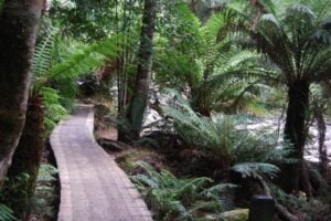 Liffey Falls.017 10h34m13s2019 02 28 1