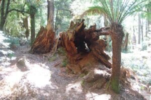 The Tarkine Drive Lake Chisholm.005 13h09m18s2019 03 22