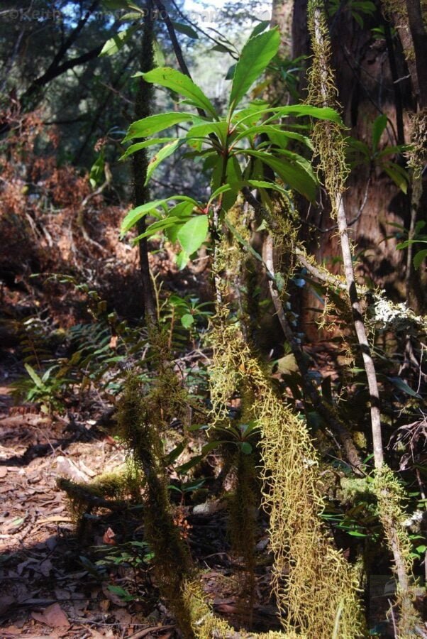 The Tarkine Drive Lake Chisholm.020 13h24m18s2019 03 22