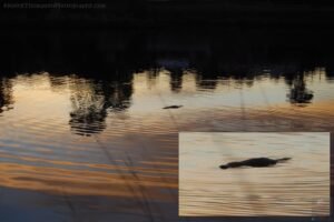 Waratah.047 18h51m19s2019 03 15