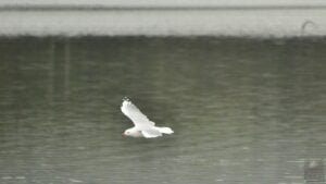 Dianas Basin St Helens.021cr 11h03m30s2009 01 01