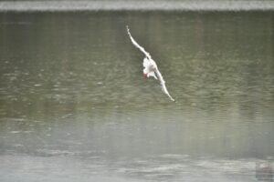 Dianas Basin St Helens.024 11h03m32s2009 01 01