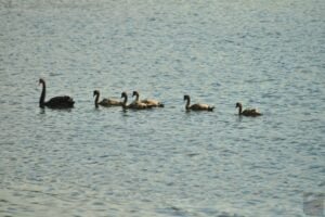 Dianas Basin St Helens.059 13h18m13s2009 01 01