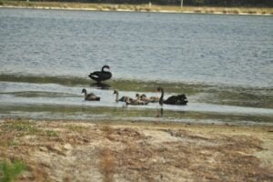 Dianas Basin St Helens.070 13h19m51s2009 01 01