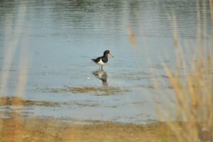 Dianas Basin St Helens.075 13h22m04s2009 01 01