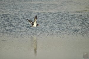 Dianas Basin St Helens.077 13h22m14s2009 01 01