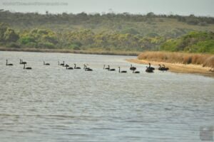 Dianas Basin St Helens.107 14h05m32s2019 04 16