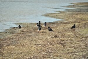 Dianas Basin St Helens.109 14h07m00s2019 04 16