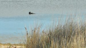 Dianas Basin St Helens.142cr 14h46m26s2019 04 16