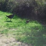 Old Macs Farm Launceston.007 12h54m46s2019 04 11