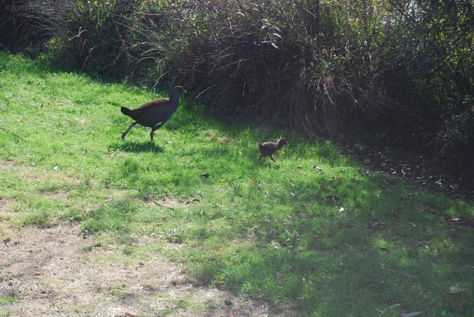 Old Macs Farm Launceston.007 12h54m46s2019 04 11