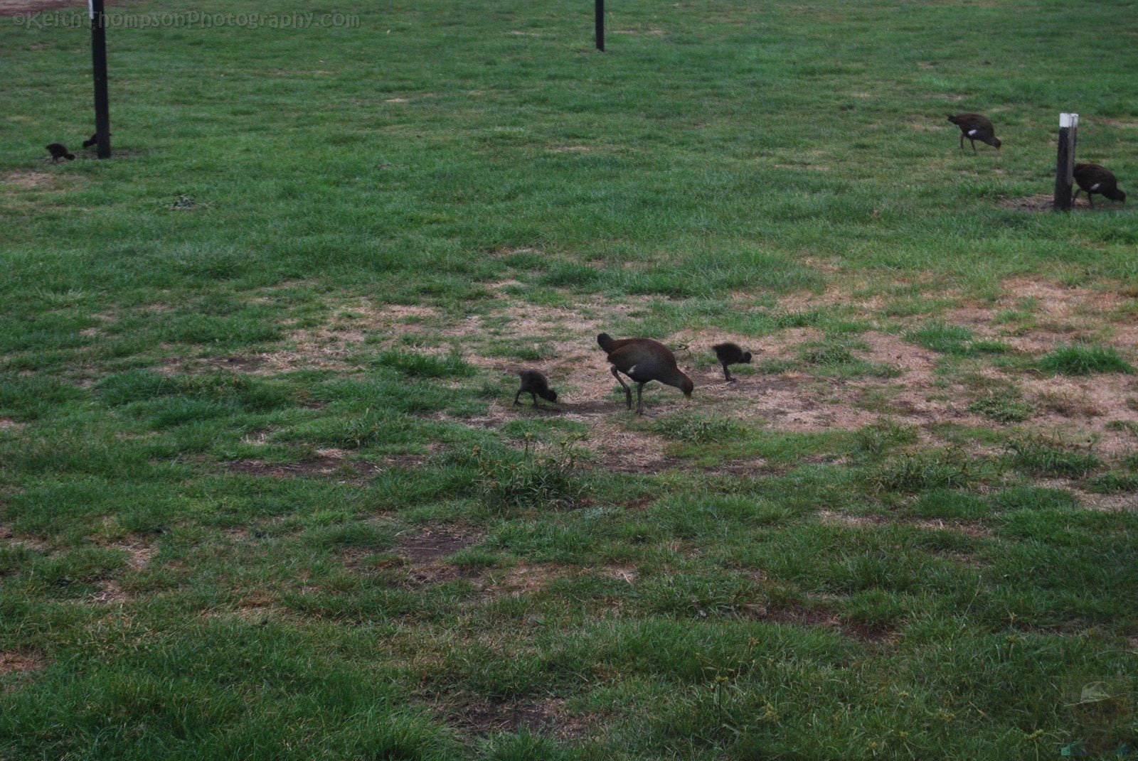 Old Macs Farm Launceston.013 11h29m23s2019 04 12