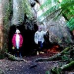 Australias Widest Tree