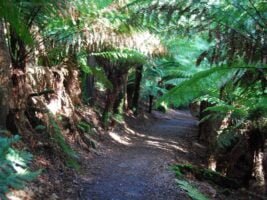 St Columba Falls Pyengana.003 11h05m35s2019 05 31