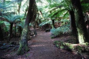 St Columba Falls Pyengana.004 11h06m32s2019 05 31