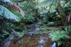 St Columba Falls Pyengana.006 11h07m04s2019 05 31