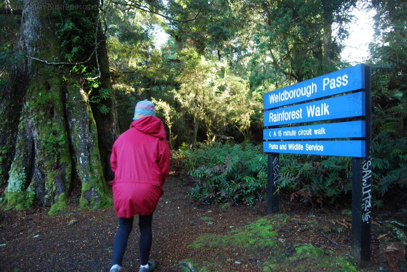 Weldborough Pass Rainforest Walk.003 14h37m37s2019 07 03