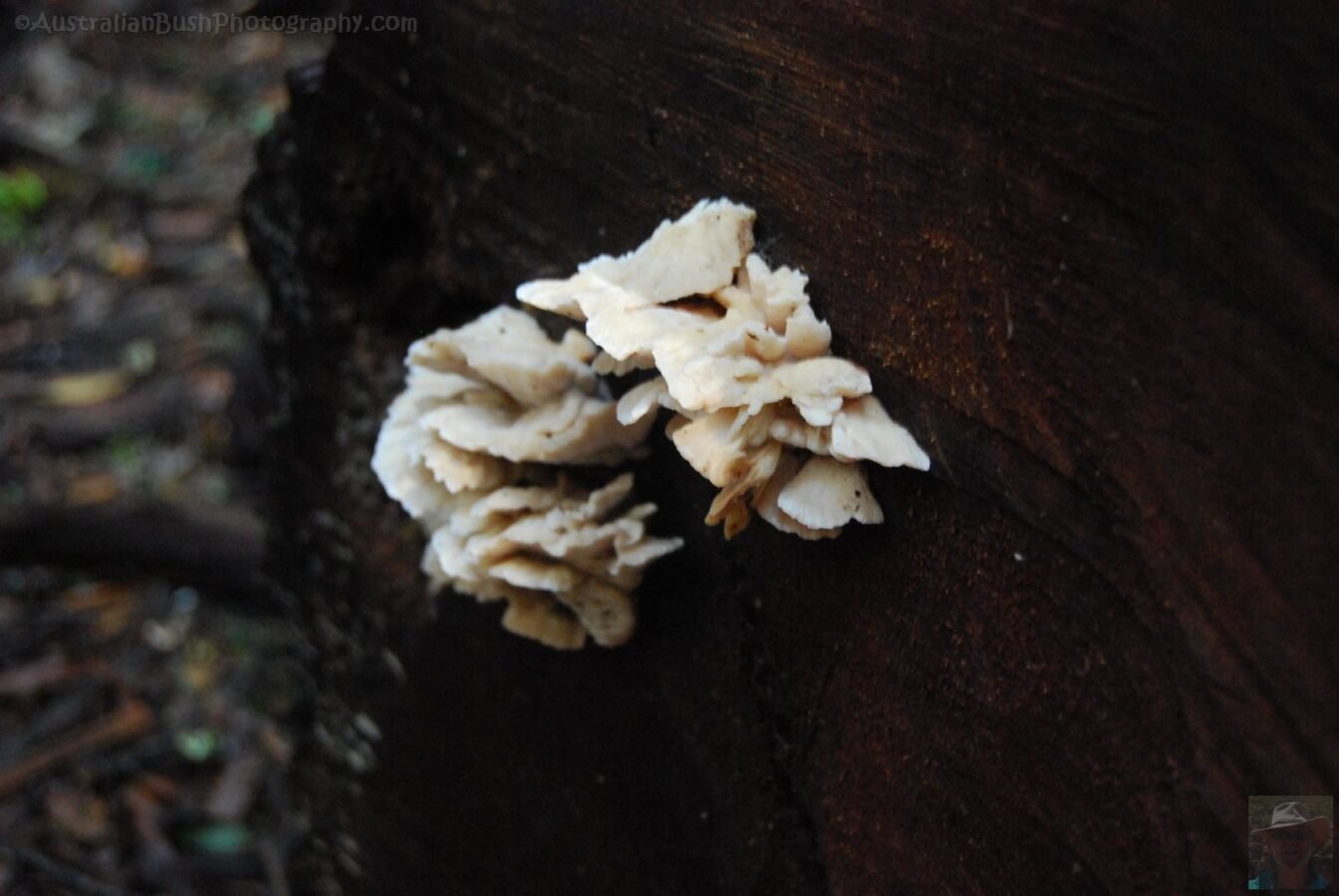 Weldborough Pass Rainforest Walk.005 14h40m50s2019 07 03