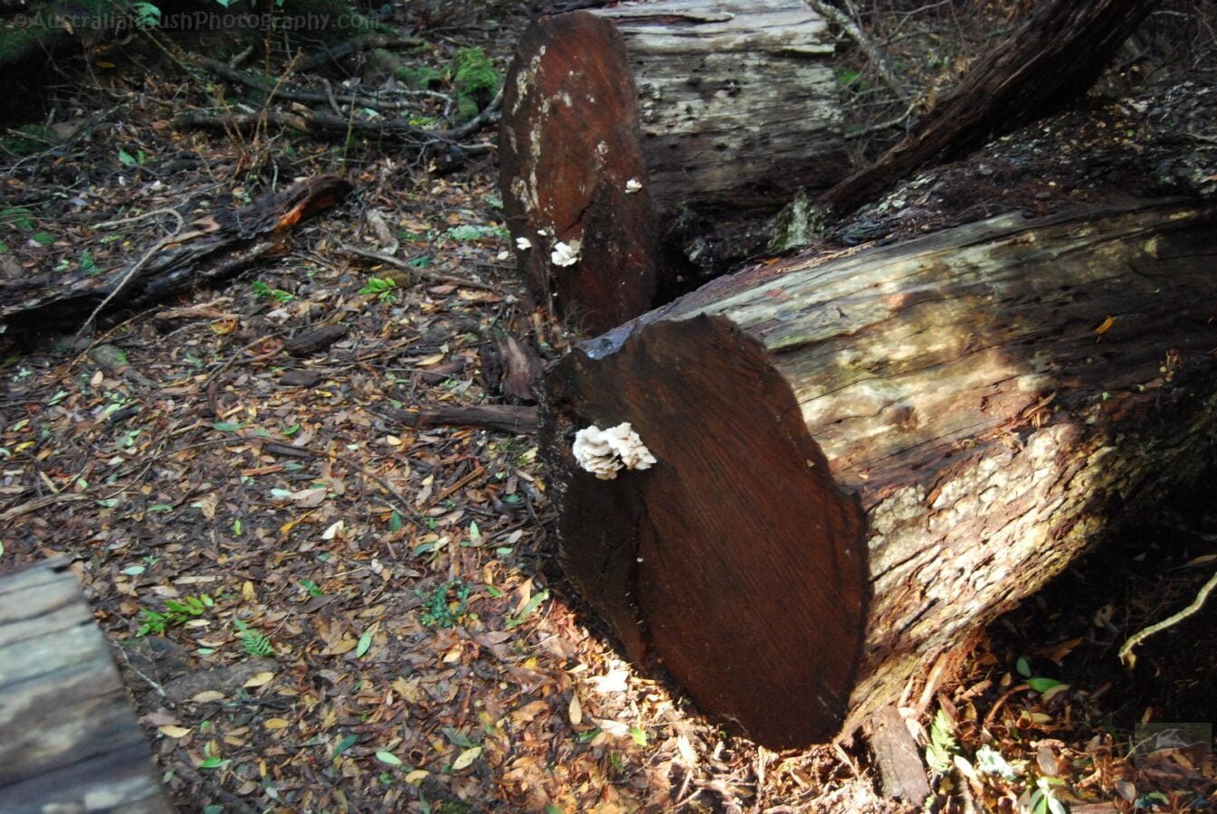 Weldborough Pass Rainforest Walk.006 14h41m27s2019 07 03