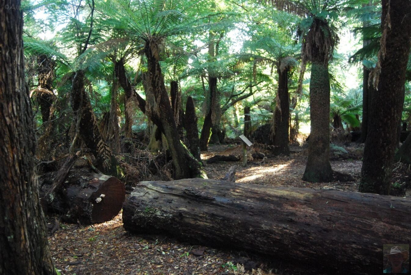 Weldborough Pass Rainforest Walk.007 14h41m42s2019 07 03